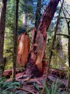 A broken tree from an old growth forests