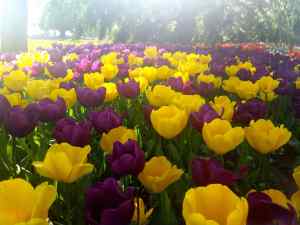 Tulips in Lakers Colors