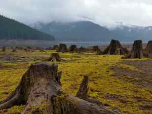 Old Tree Stumps near a Lake in Oregon