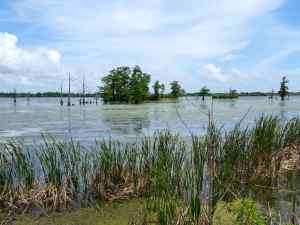 Views along the Mississippi Delta