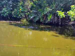 One of the many alligators we saw on this trip