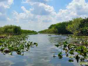 A watery path for the air boat