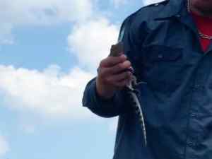 The guide holds up a baby alligator one of the passengers found on the boat