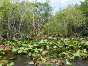 There's a colorful blue bird hidden amongst the bushes in this picture.