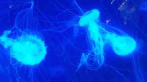 Jellyfish in the Aquarium 