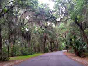 Our first experience with the mossy trees in Georgia